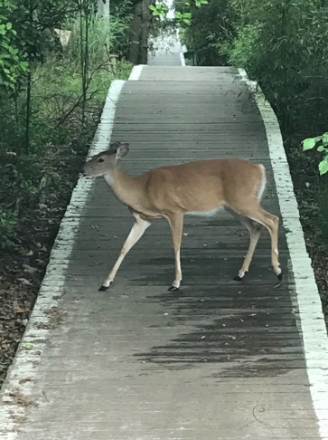 Deer on walkway.