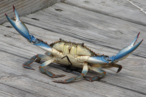 blue crab fighter.jpg