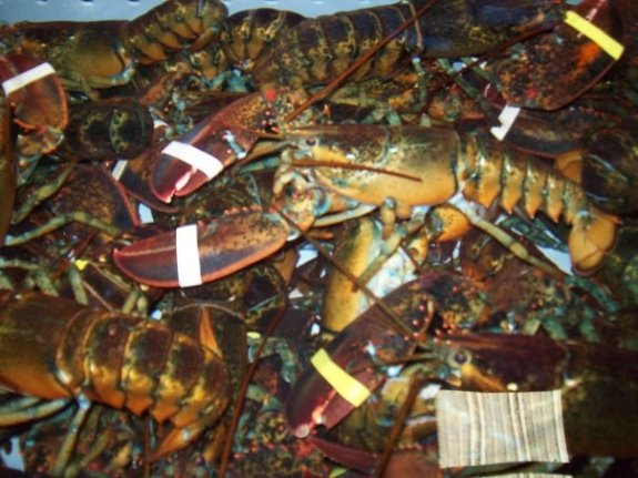lobster tank