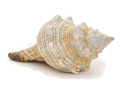 conch shell
