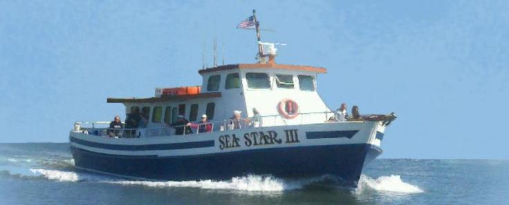 sea star