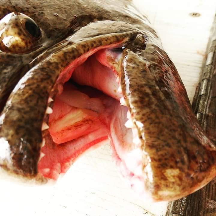 FB_IMG_1589501398336